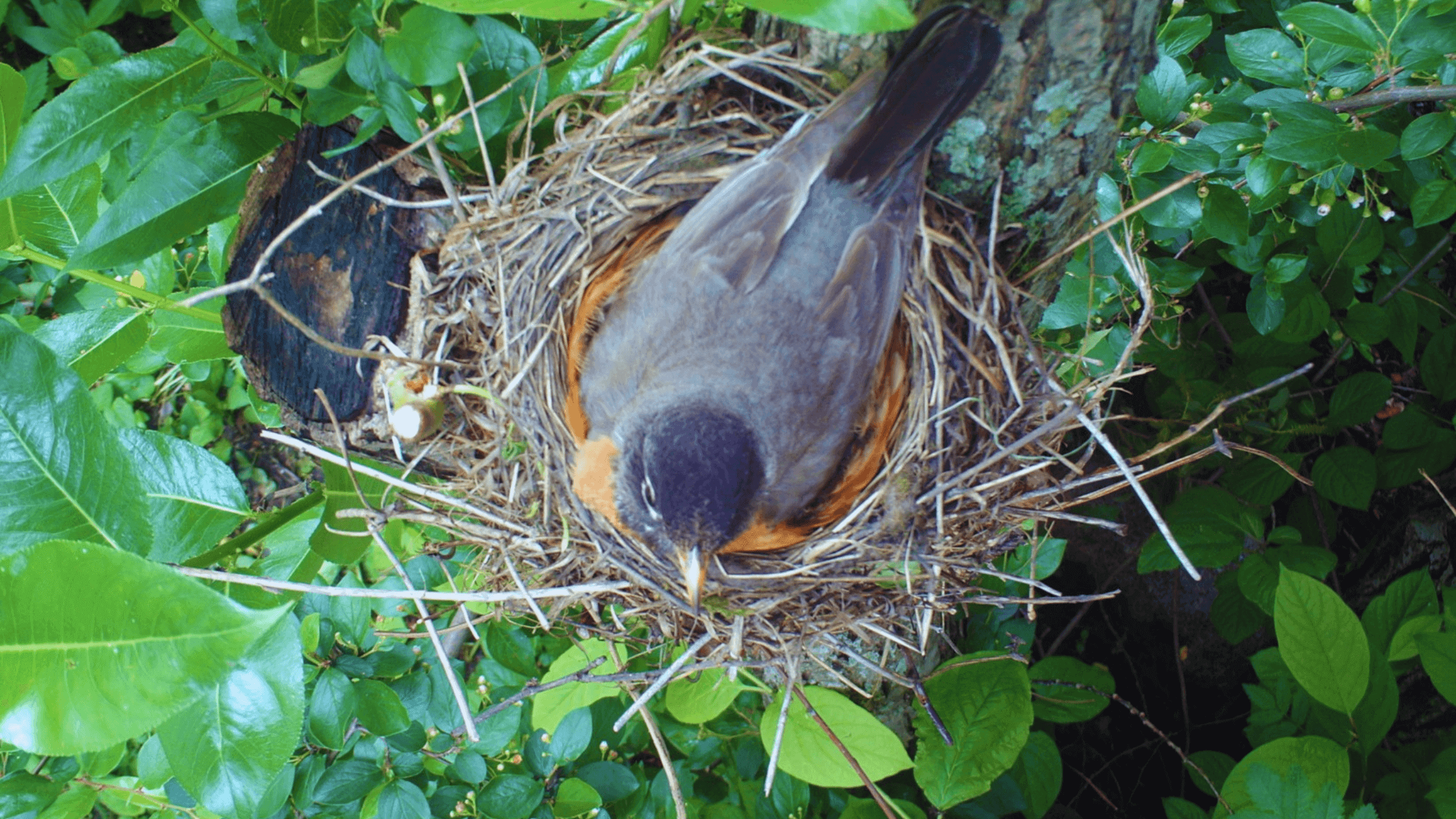 American Robin and nest