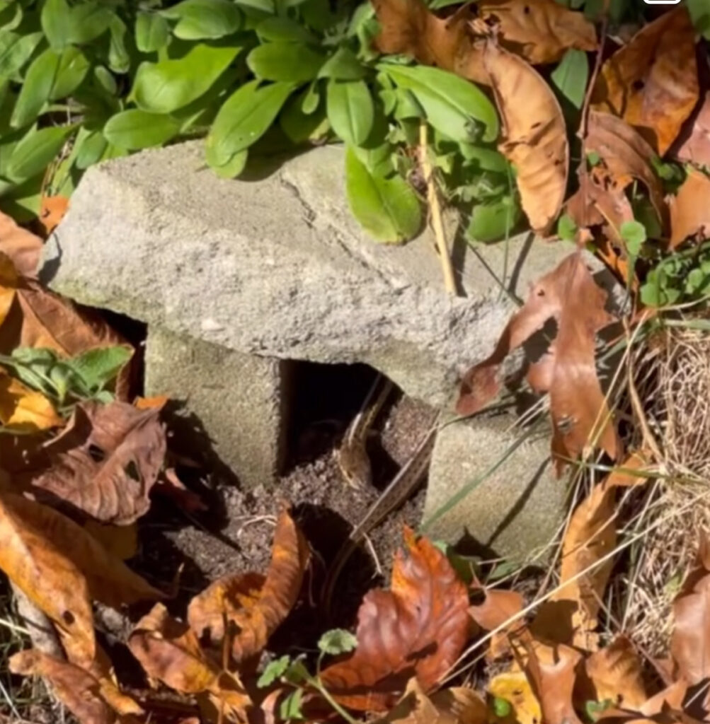 Snake in a hibernaculum