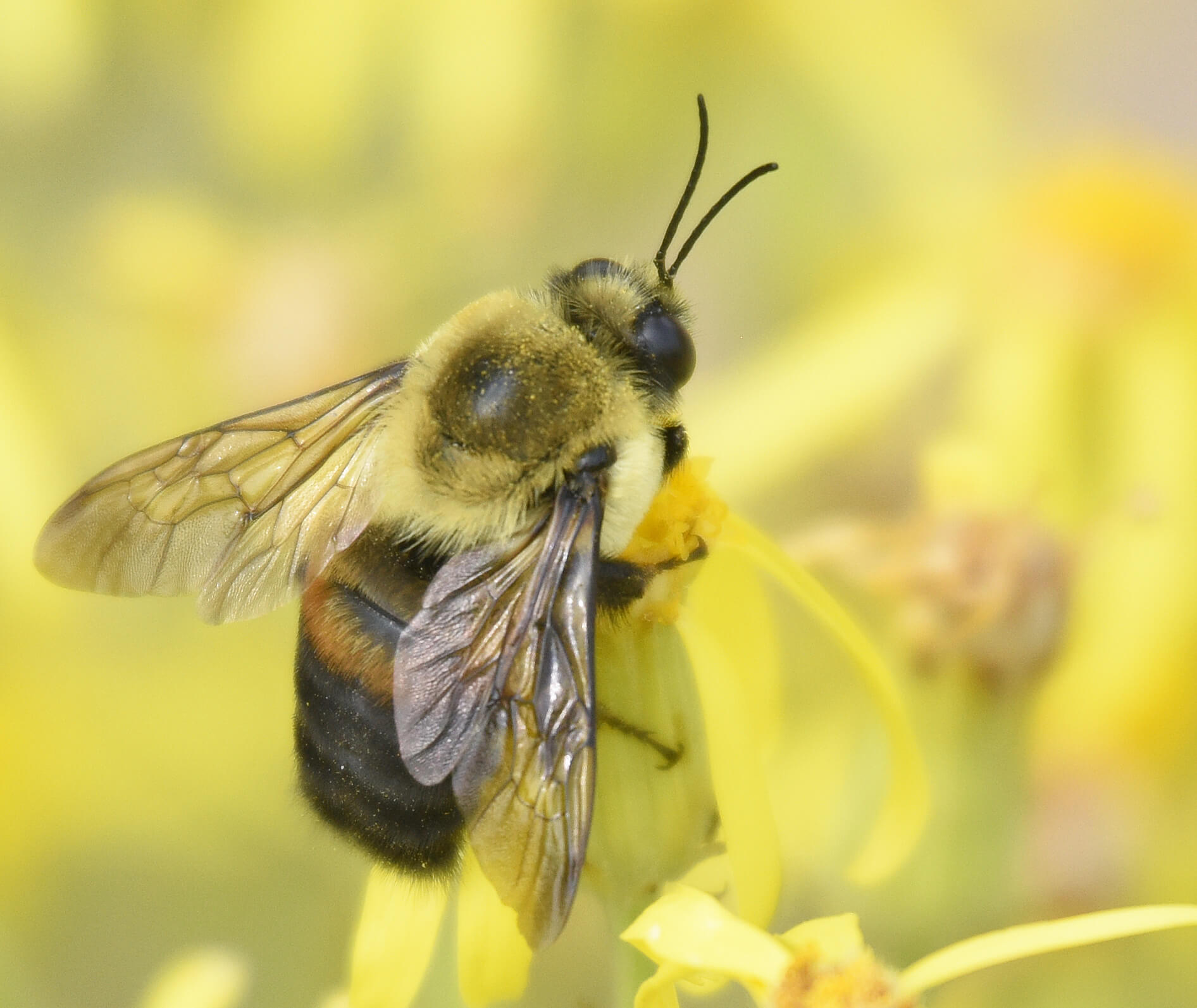 The Buzz on Native Bees
