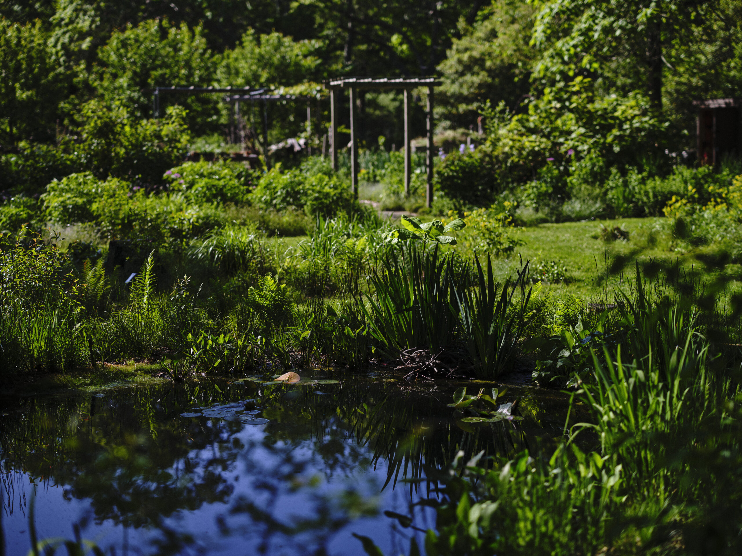 Photo of nature-based garden and pond.