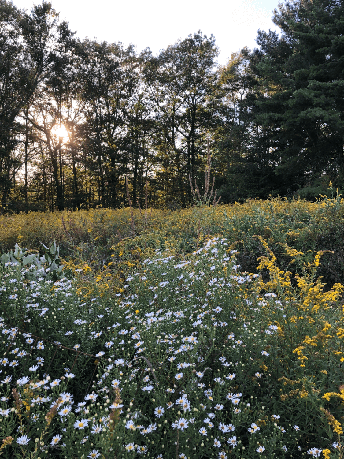 meadow with goldenrod and asters