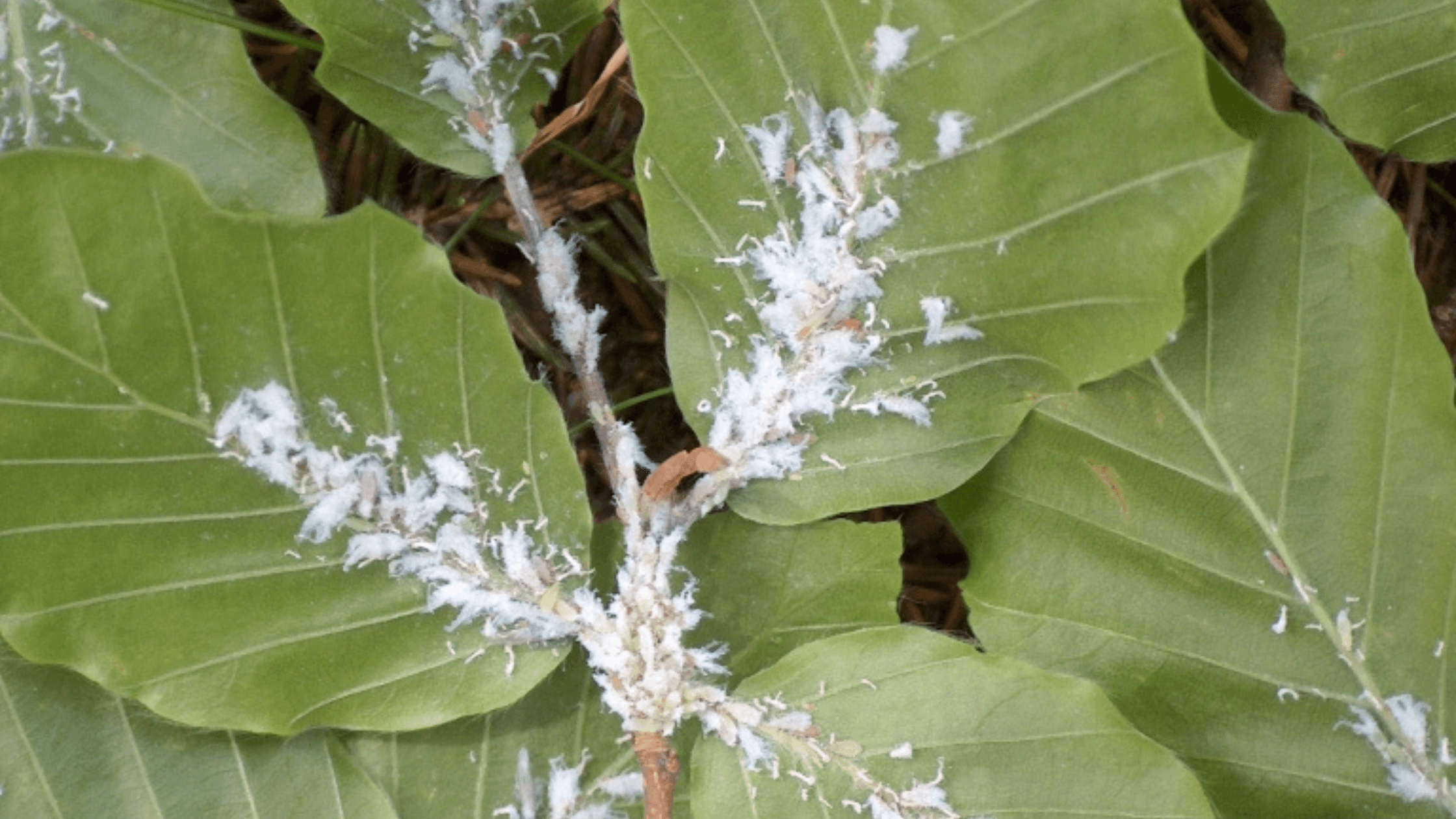 Woolly Beech Aphid