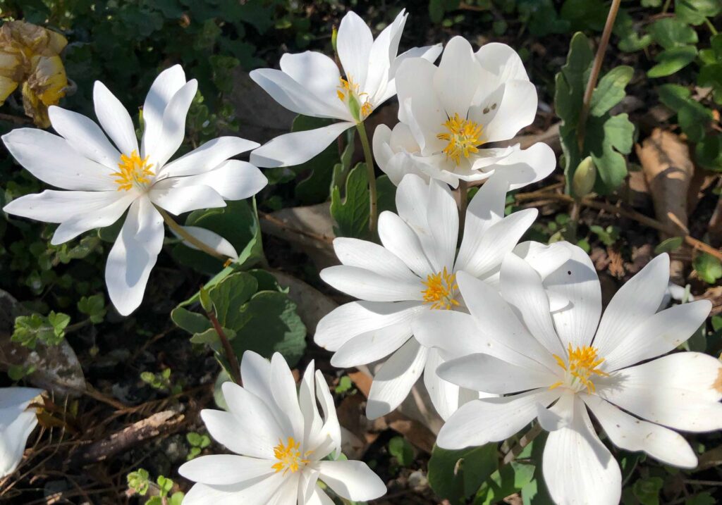 Bloodroot