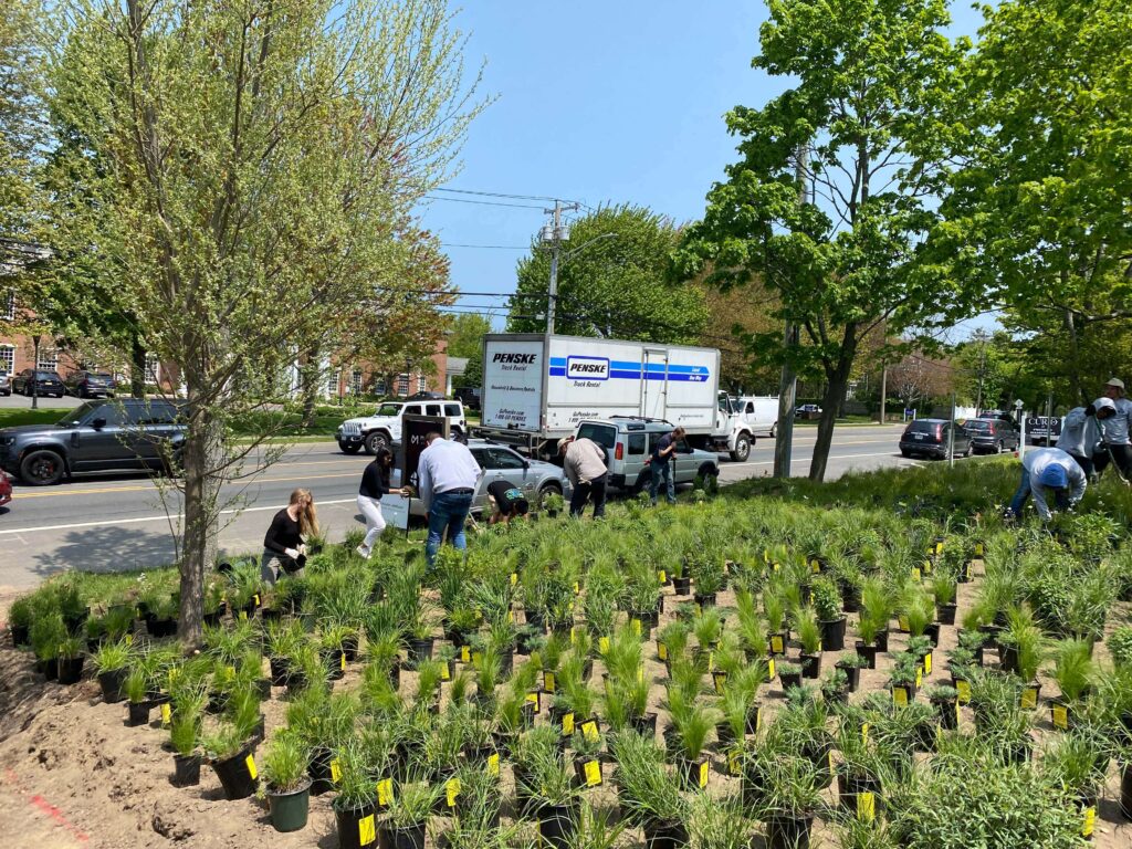 Martin Architects and deMauro+deMauro meadow planting