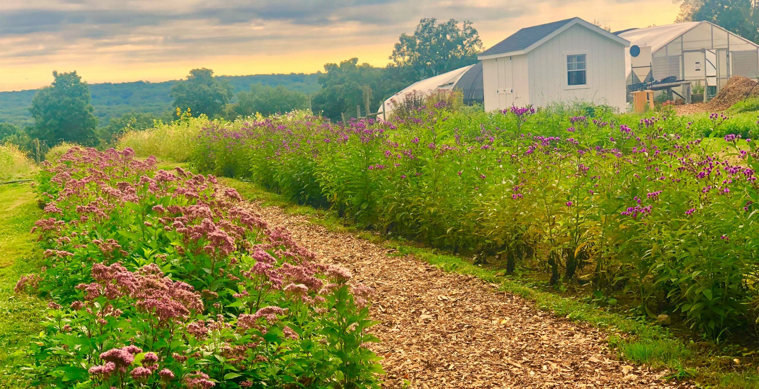 Coastal plain Joe Pye weed and New York ironweed grow in seed increase plots at The Hickories in Connecticut.