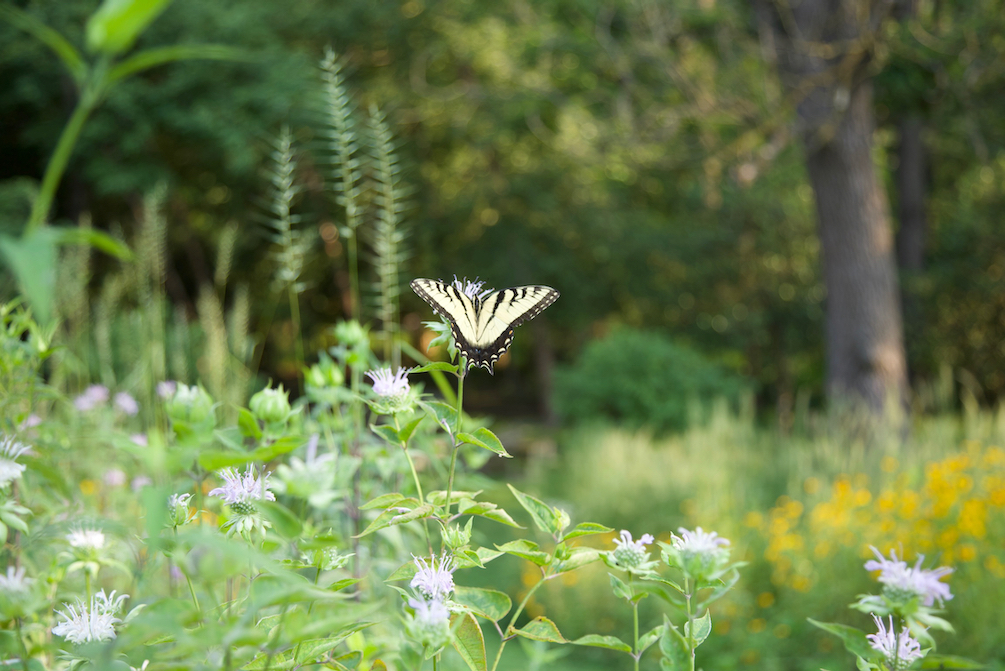 Swallowtail butterfly sipping nectar from wild bee balm.