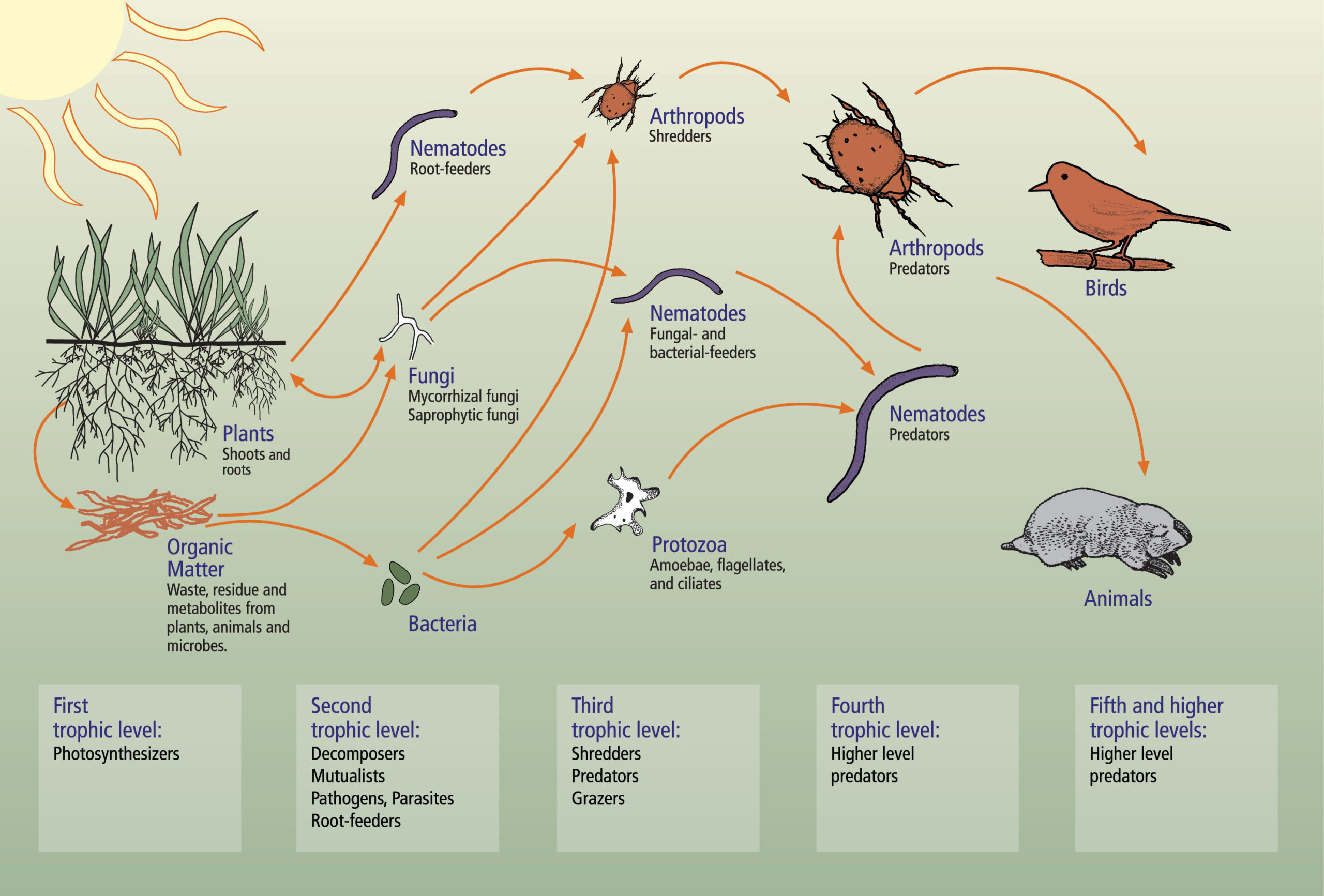 Soil Food Web Illustration by Soil Biology Primer/USDA-NRCS website