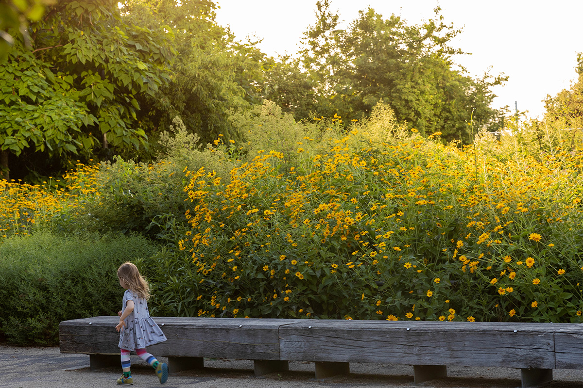 Brooklyn Bridge Park Flower Field bursting with yellow blooms with little girl running by.
