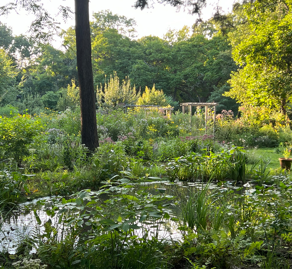 toxic-free and nature-based pond and garden