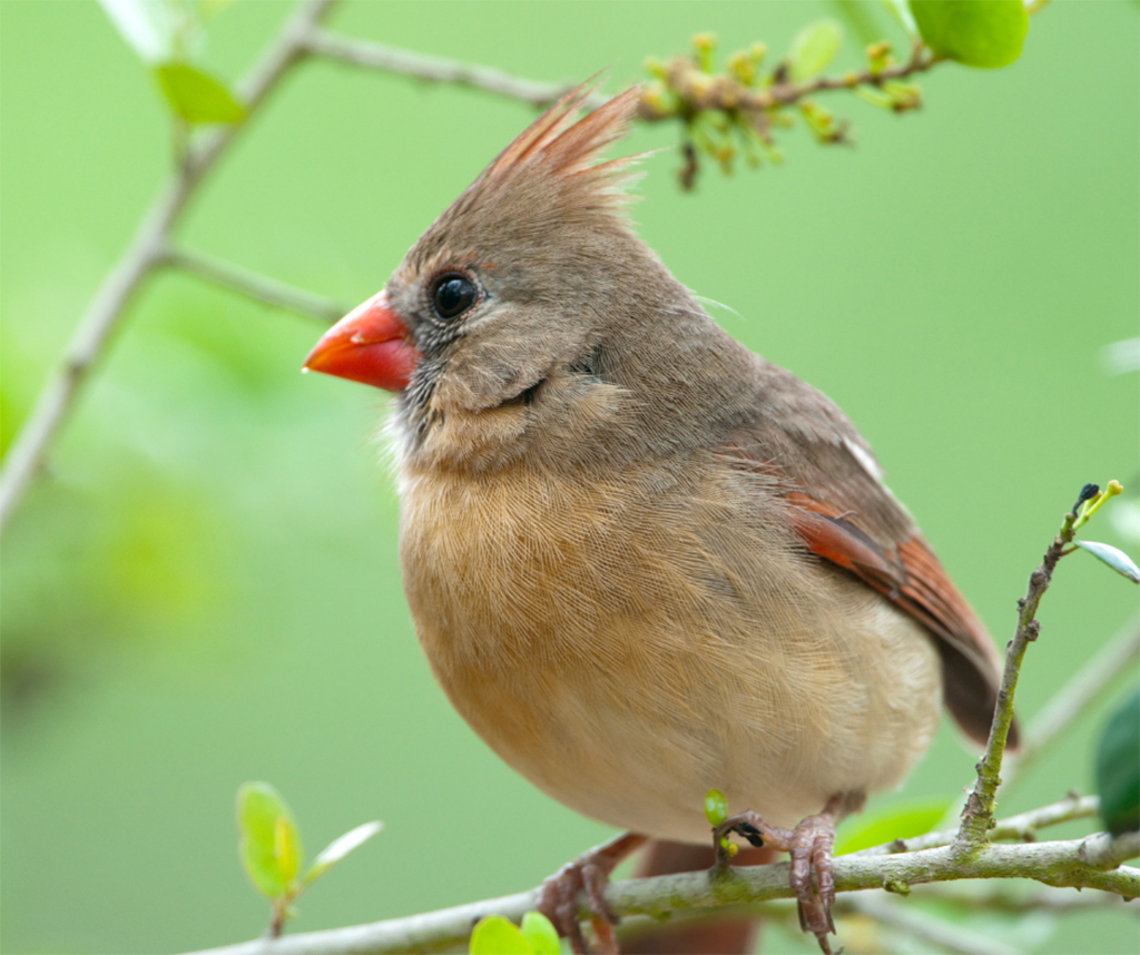 A profile of a Female Northern Cardinal with a bright orange beak perches on a branch, photo by BirdImages from Getty Images Signature.