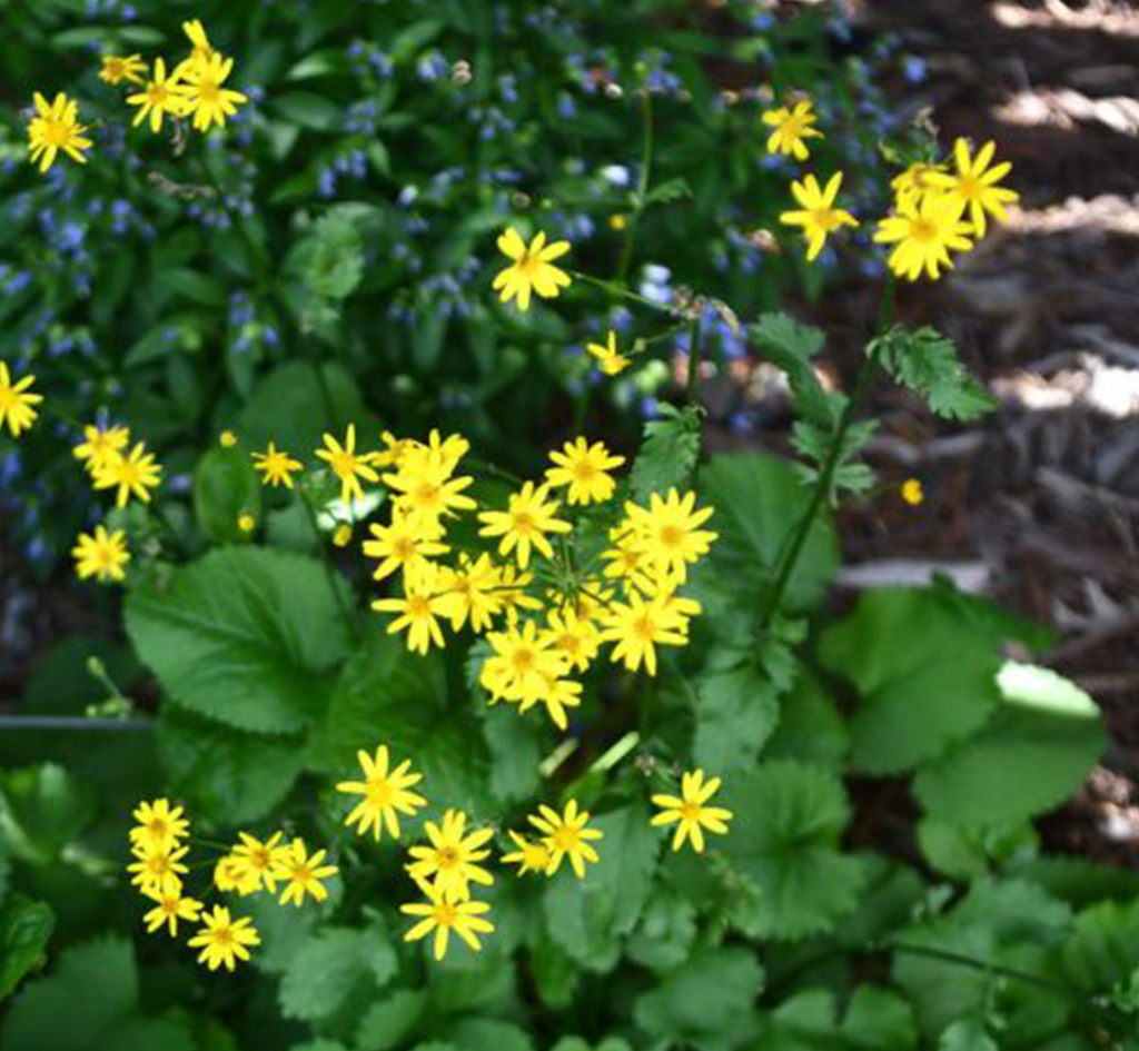 Packera aurea or Golden Ragwort