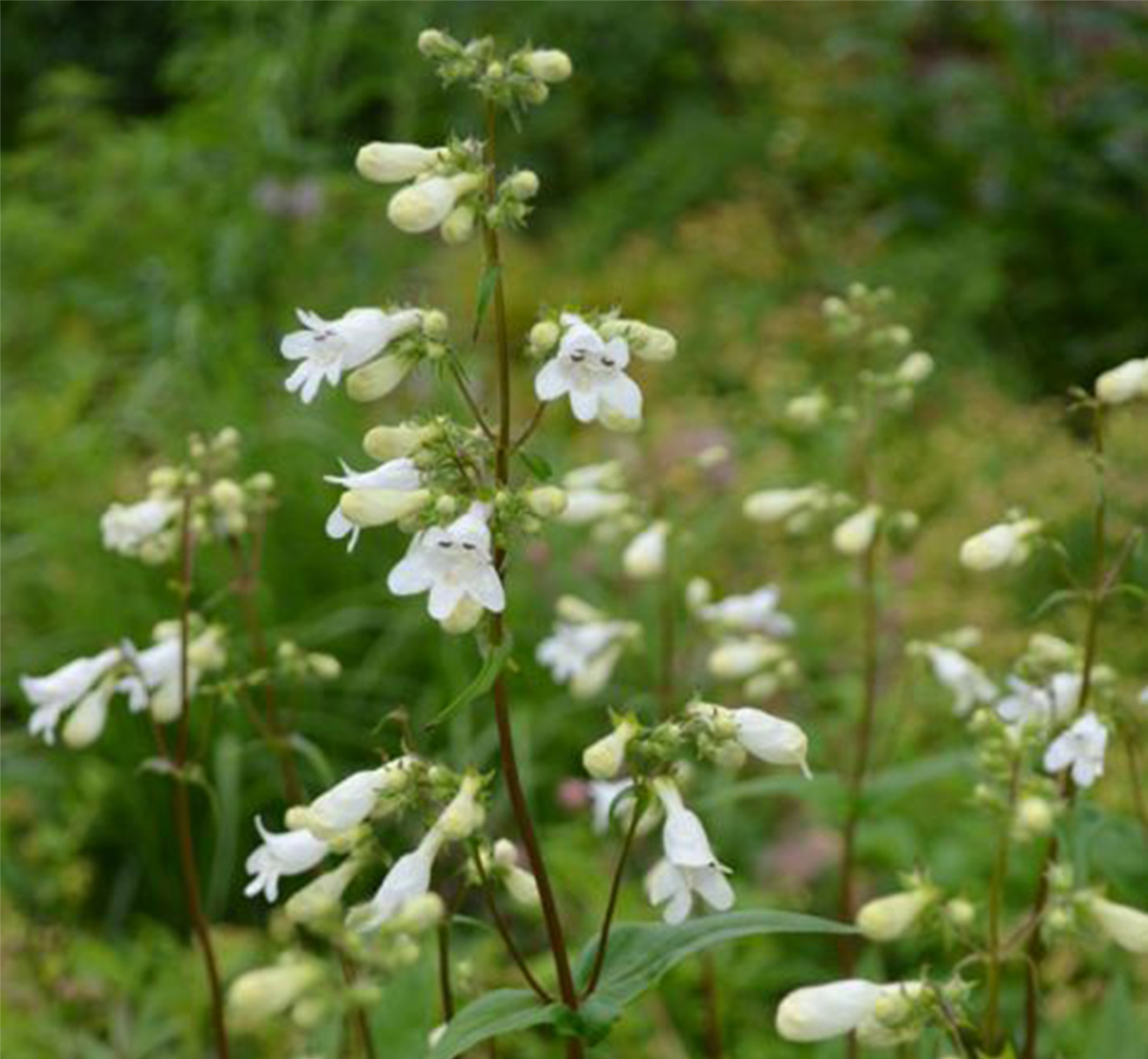Native Penstemon Ask the Experts: The Native Plant Combinations the Pros Love - PerfectEarth