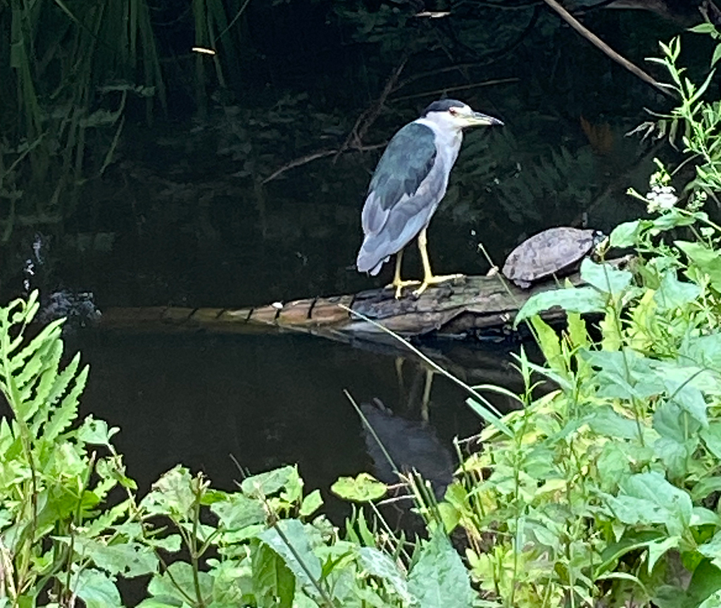 Black-Crowned Night Heron perches on a submerged tree stump next to a turtle in the Wetlands at Pier 1.