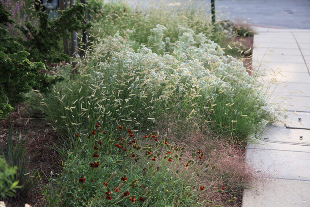 planting of side oats gama grass (Bouteloua gracilis), purple love grass, and burgundy ‘Red Midget’ upright prairie coneflower (Ratibida columnifera 'Red Midget')