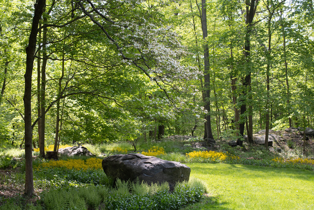 A view of a nature-based woodland garden in spring with ferns and wildflowers.