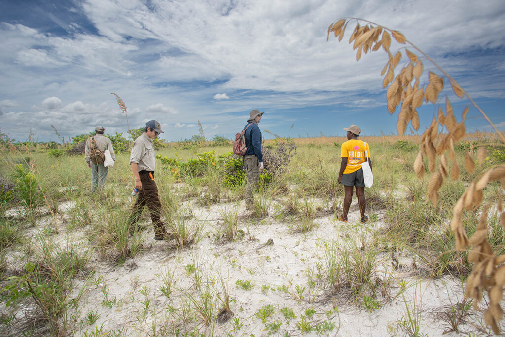 Members of Naples Botanical Garden’s conservation staff comb Keewaydin Island off the coast of Naples, Fl, for seeds ready for collecting.