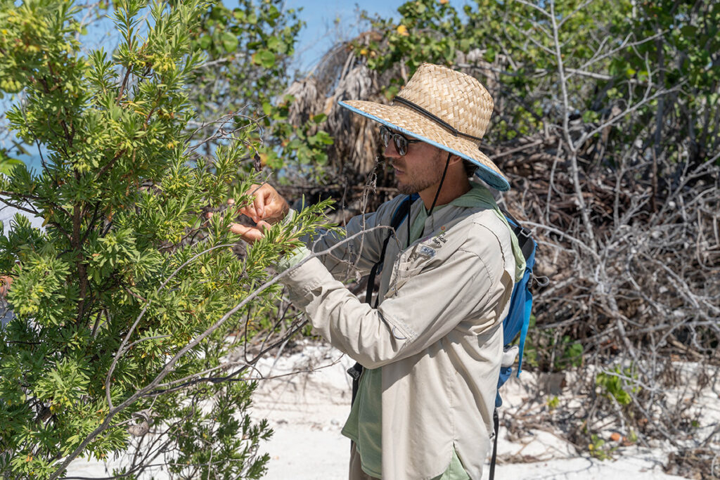 Natural Resources Director Eric Foht carefully collects seeds on Keewaydin Island off the coast of Naples, Florida.