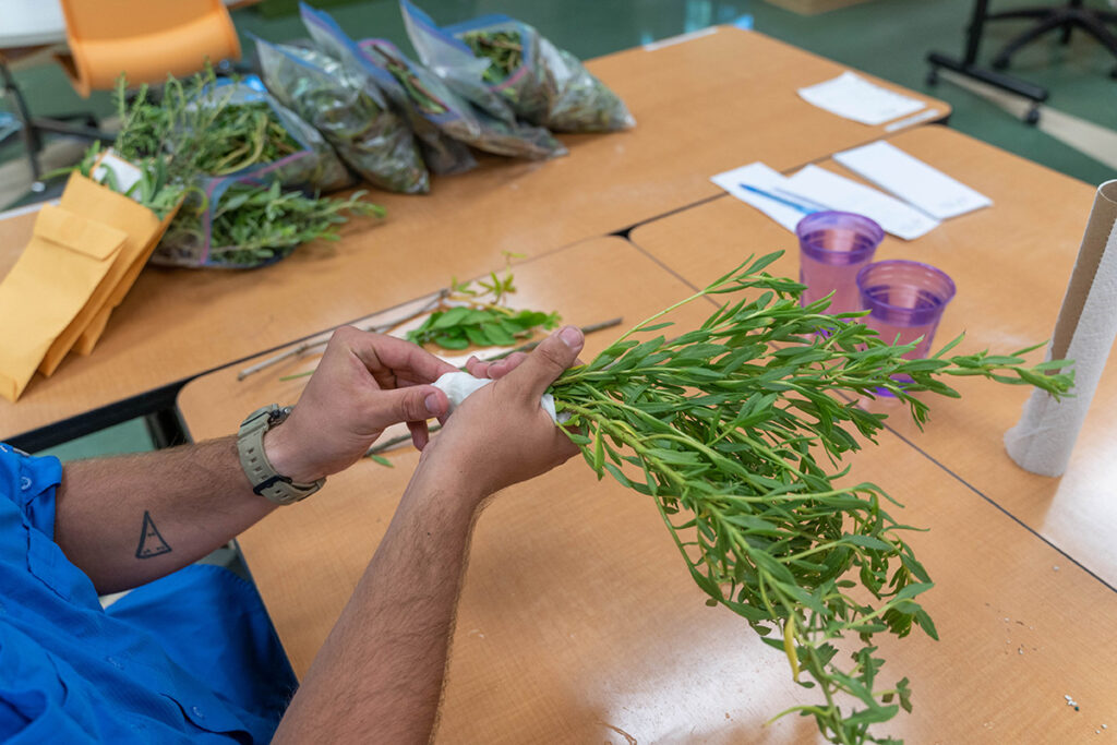Naples Botanical Garden's dune collecting trips culminate with processing cuttings and seeds at the Garden’s lab.