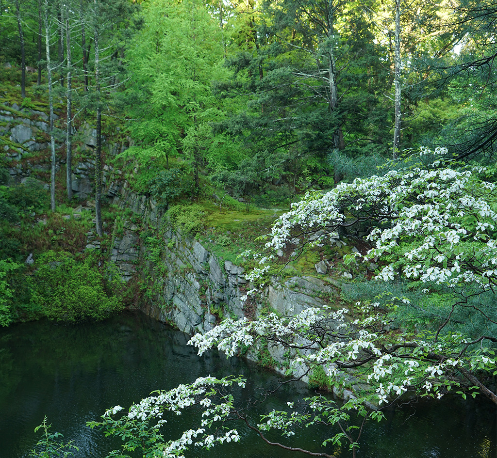 A photo of Manitoga garden in Garrison, NY, featuring evergreen and white flowering trees, mosses, and a pool of water surrounded by rocks.