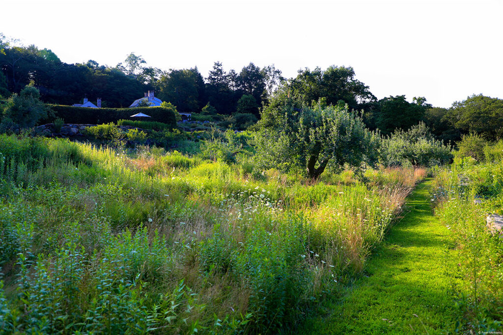 A meadow filled with native plants grows in an orchard with a small mown path bisecting it.