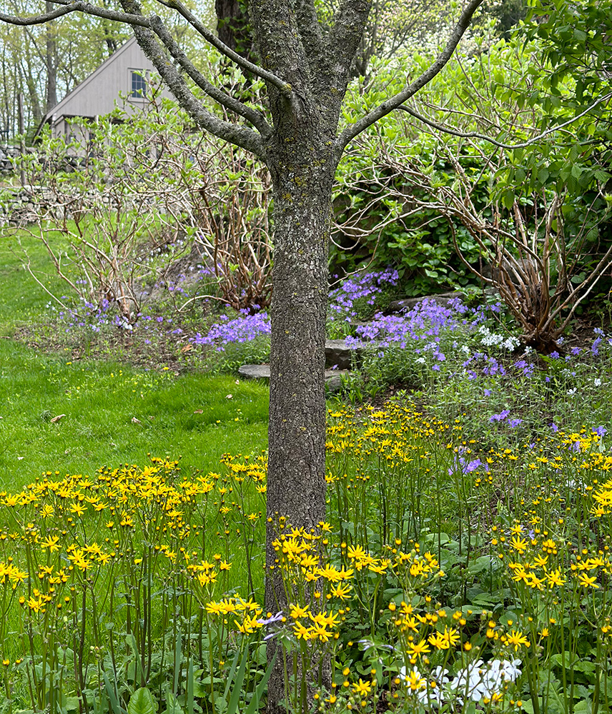 This native dogwood (Cornus florida) is underplanted with with yellow golden groundsel (Packera aurea), blue woodland phlox (Phlox divaricata), and white cultivar P. divarciata ‘May Breeze’, creating a soft landing for native insects.
