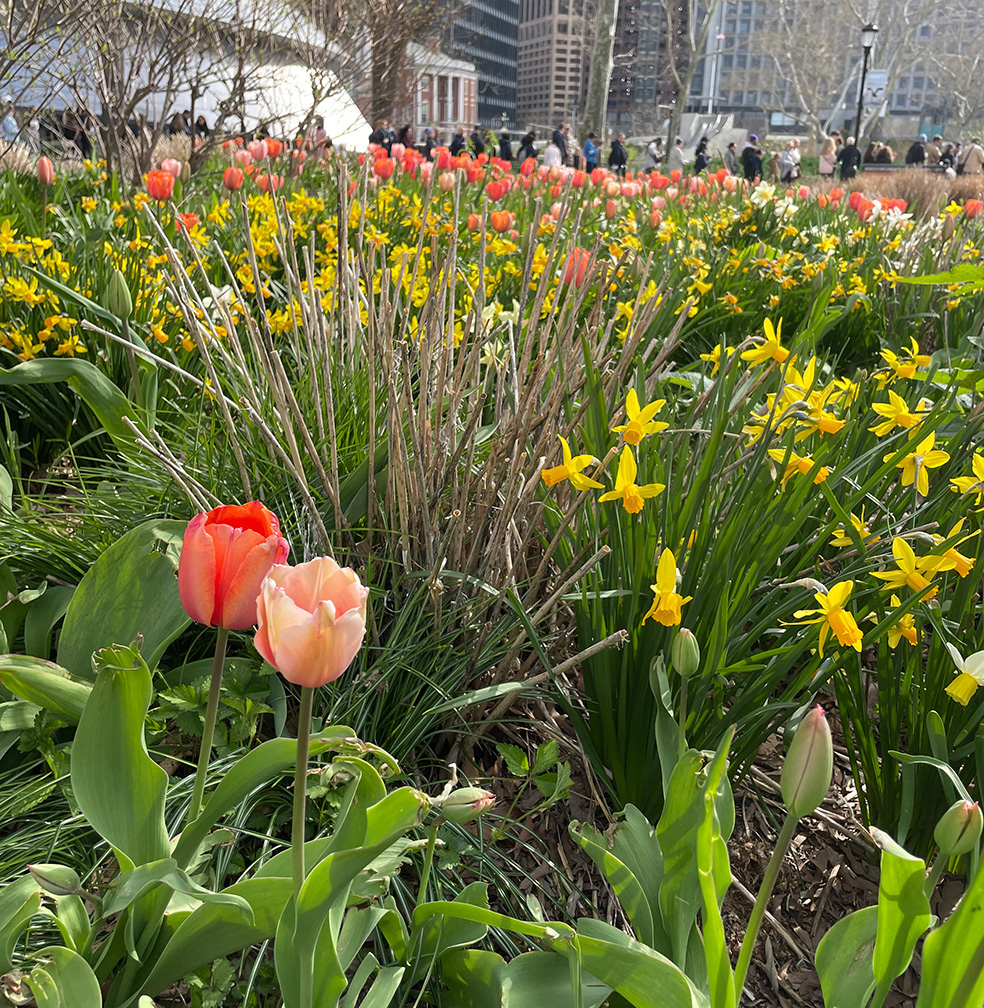 The Battery Gardens leaves stems of perennials until spring. Here the cut back Amsonia to 18-inches tall in a bed with yellow daffodils and red and pink tulips.