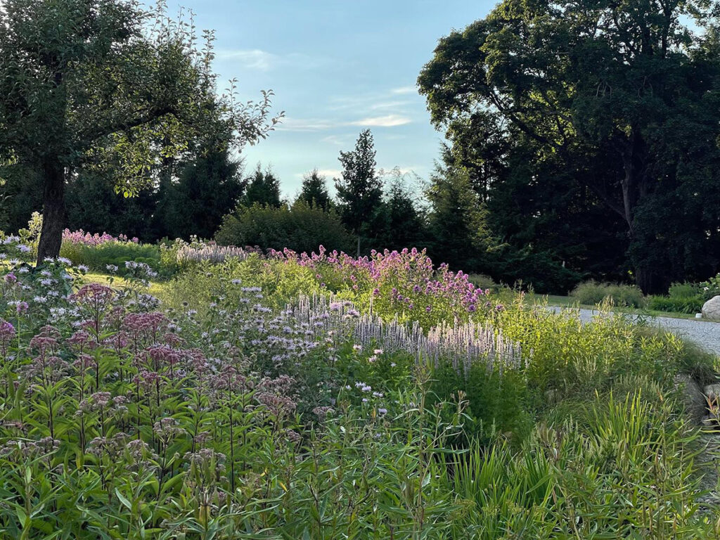Joe Pye weed, bee balm, and a mix of grasses grow in this swale, which absorbs water.