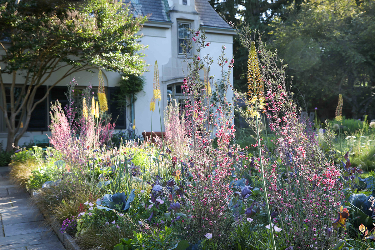 A floriferous bed at Chanticleer garden in with tall pink sprays of manuka and spikes of yellow eremurus.