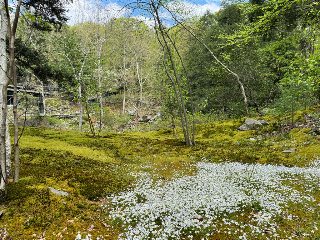 Bluet flowers carpet an area of moss at Manitoga in spring.