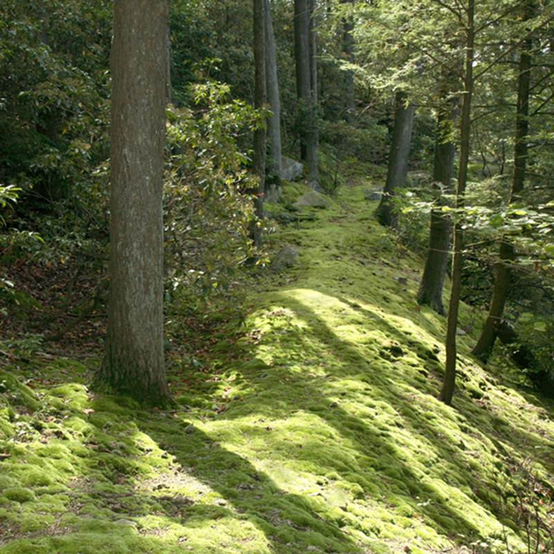 A moss room at Manitoga.