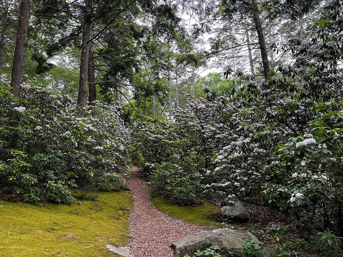 A room of white blooming mountain laurels at Manitoga.