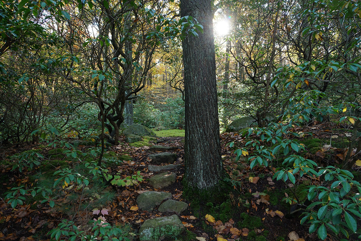 Stone steps lead to a path at Manitoga.