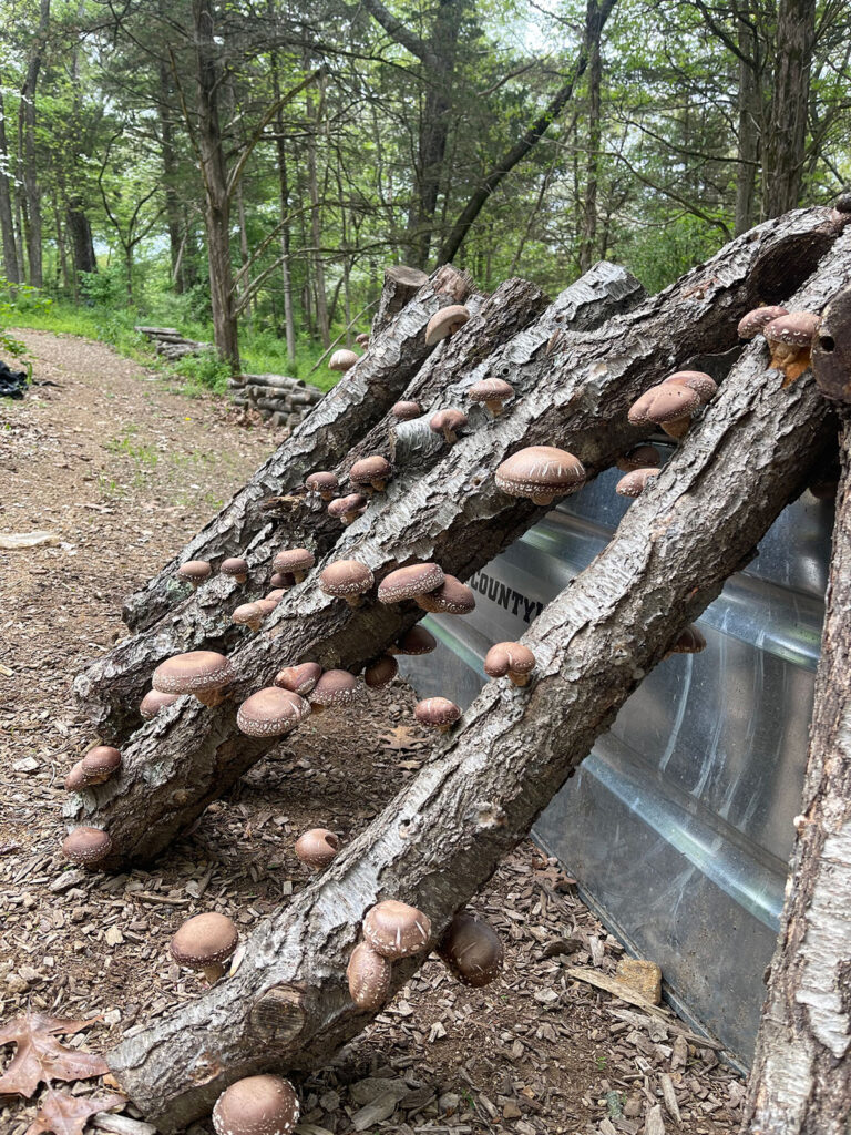 Wood debris becomes fertile media for mushroom growing.