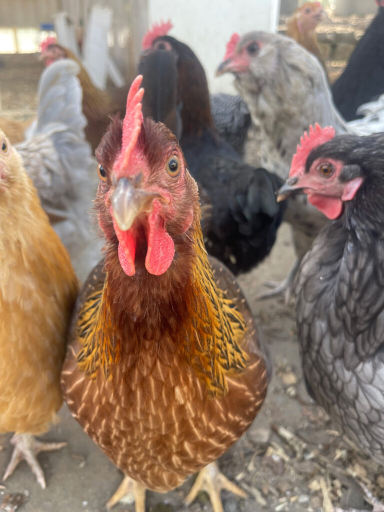 chickens at Maranatha Farm