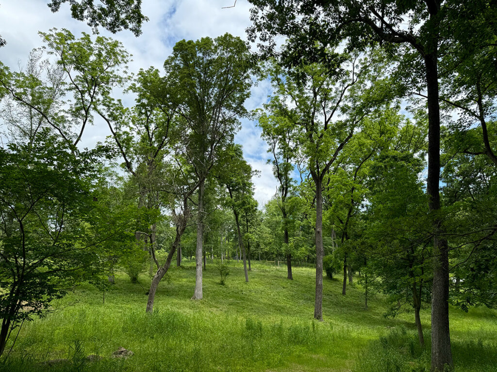 A silvopasture planted with grasses and trees for grazing sheep and foraging chickens.