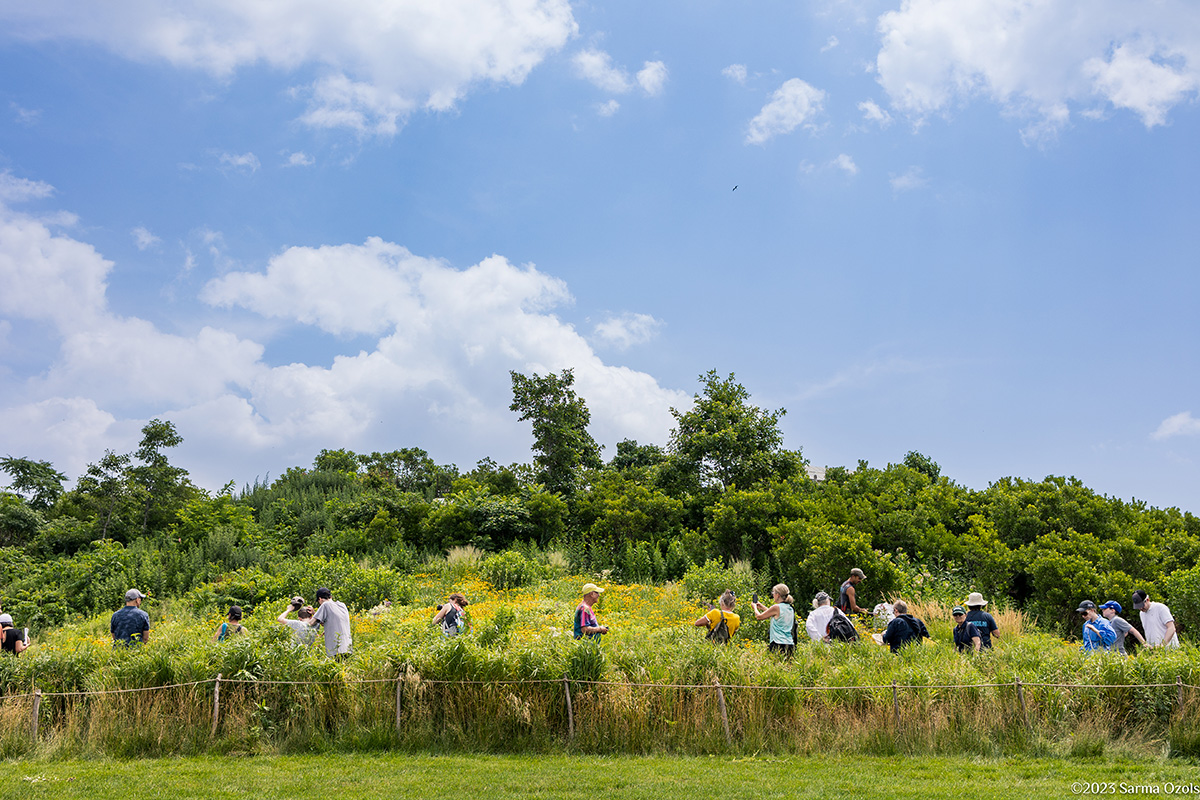 Governors Island nature walk