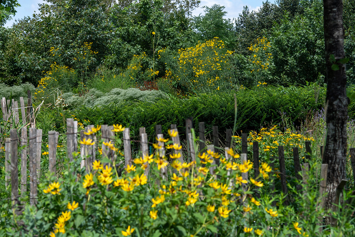 Yellow oxeye sunflowers bloom in the Hammock Grove on Governors Island