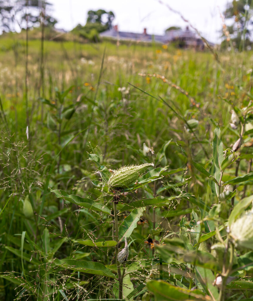 Milkweed seedpods on Governors Island