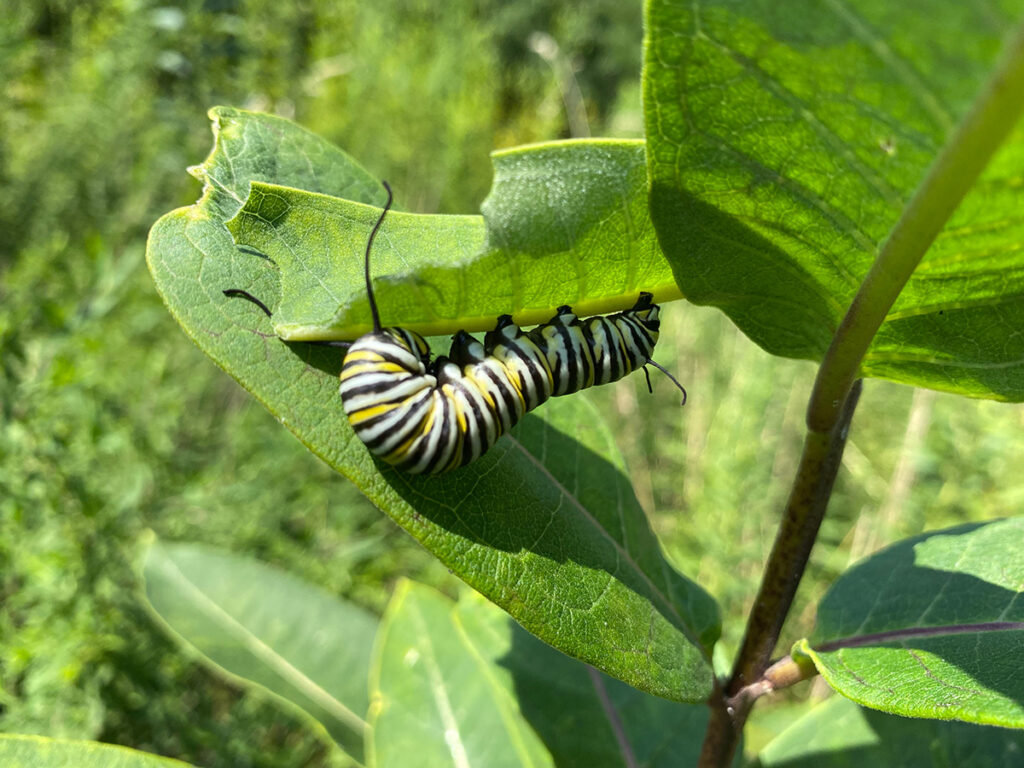 Monarch caterpillar eating milkweed leaves.