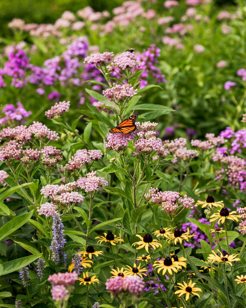 Monarch perched on a milkweed flower