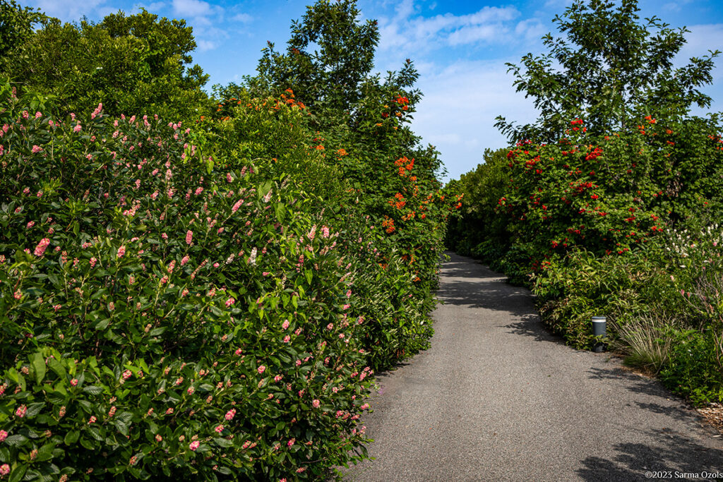 A pathway on Outlook Hill on Governors Island