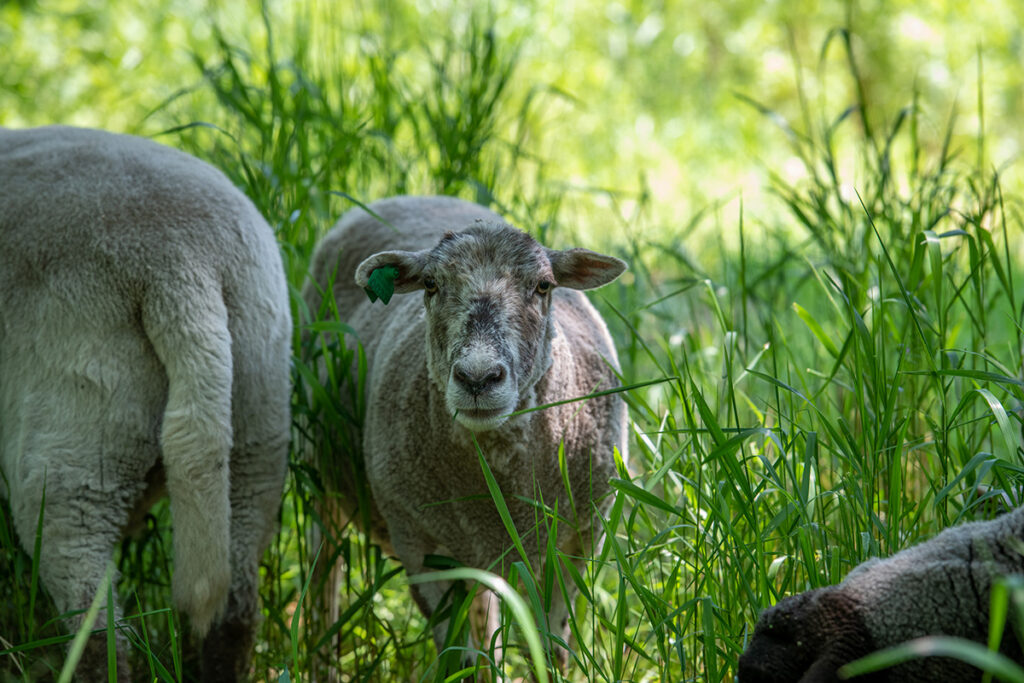 Sheep are eating invasive species on Governors Island