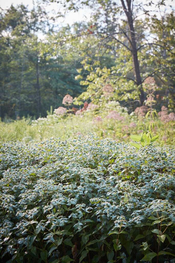 Silvery mountain mint and mauve Joe Pye weed in a meadow. Photo by Ngoc Minh Ngo.