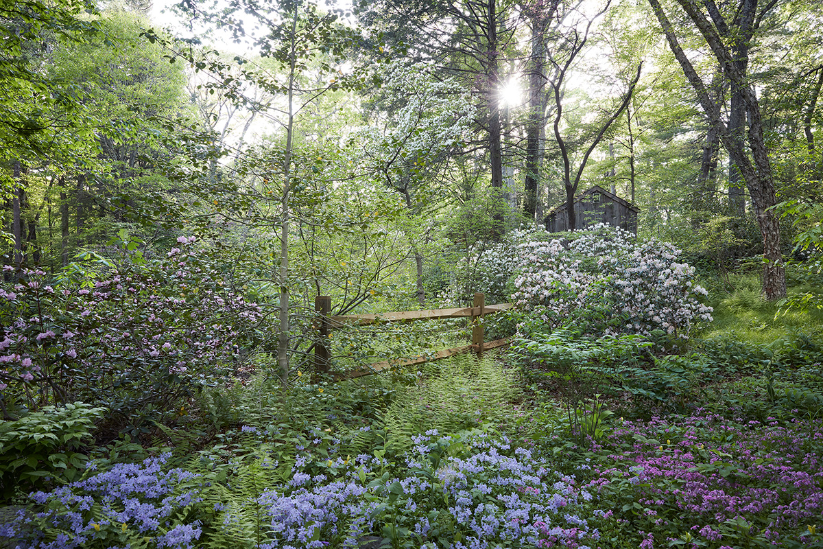 Curtis Woodland at the Native Plant Trust’s Garden in the Woods in the spring.