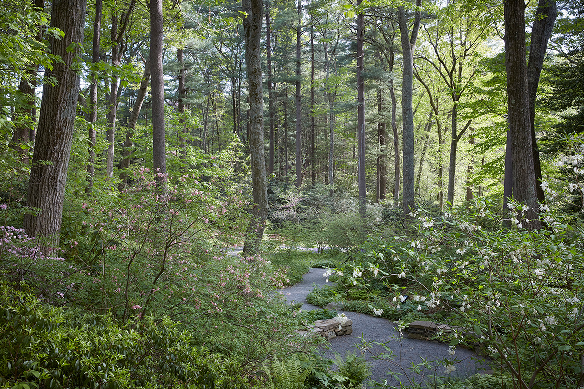 Native Plant Trust’s Garden in the Woods in springtime with a winding path.