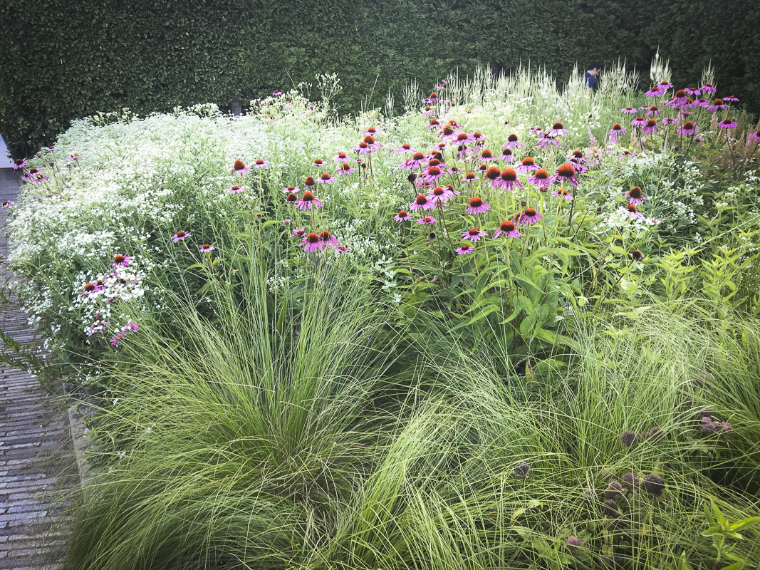 Pink Echinacea and Prairie Dropseed at the Lurie Garden in Chicago