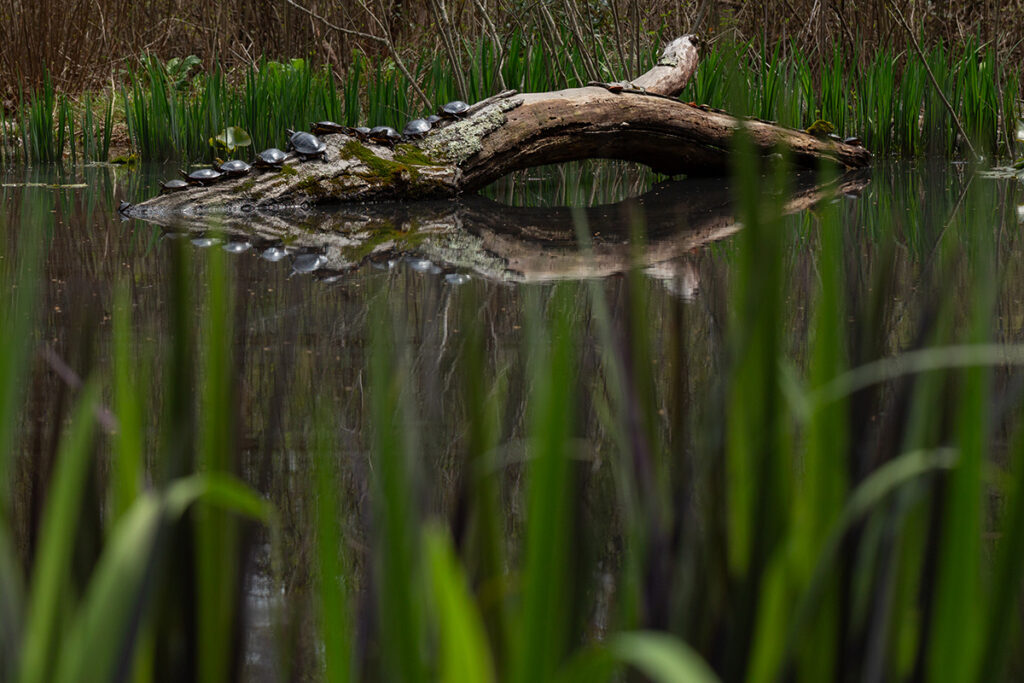 Painted Turtles in Lily Pond with Iris foliage