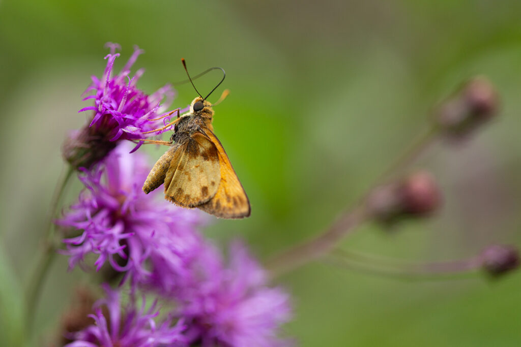 Vernonia noveboracensis with skipper butterfly