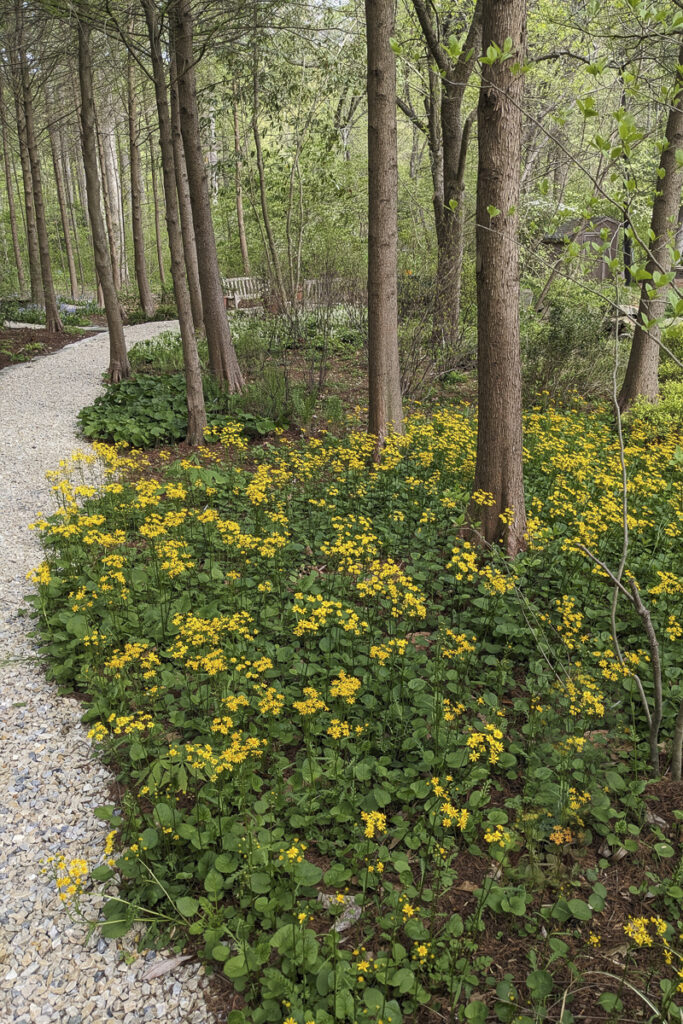 Yellow Packera aurea, a native plant, grows beneath trees