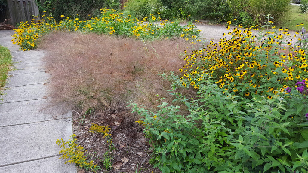 Purple love grass and rudbeckia are native plants that grow together in this garden bed